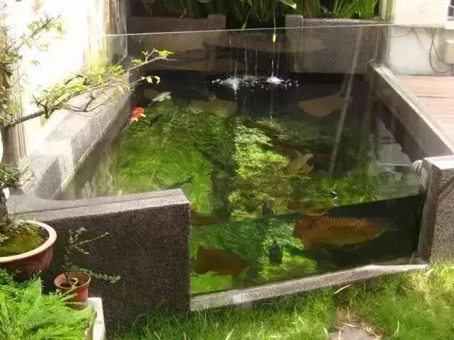 最新龙鱼缸设计，打造梦幻家居水族世界