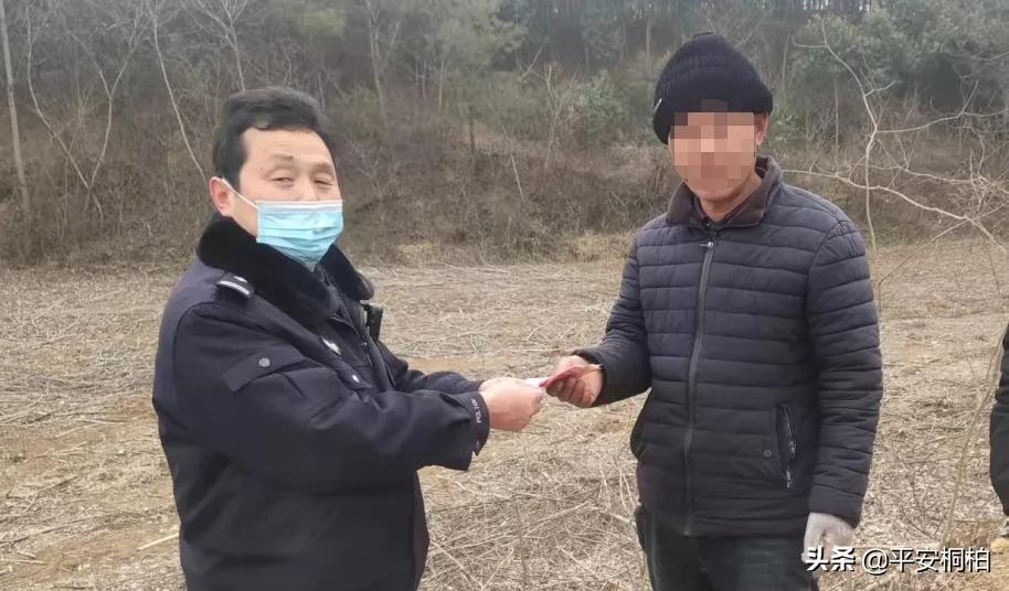 杨树最新价格行情及趋势分析🌲🌱