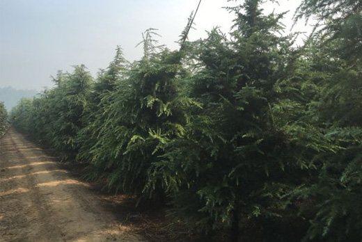 苹果专业合作社 第31页