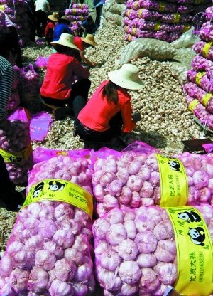 云南大蒜最新价格及其背后的温情故事揭秘
