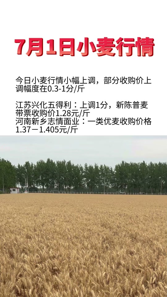 优质小麦最新价格行情及分析概述